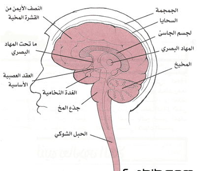 كتاب فارماكولوجي باللغة العربية 